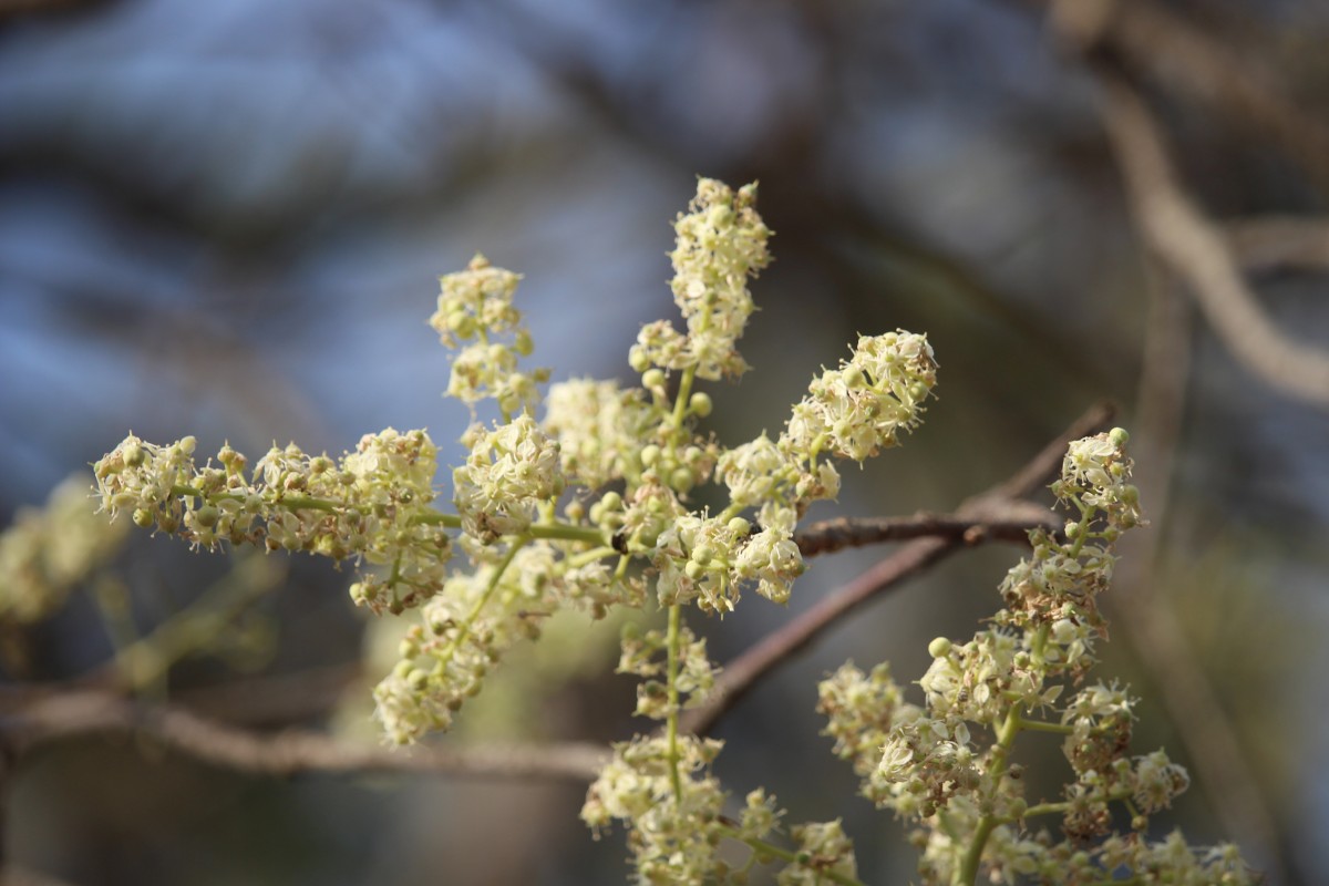 Chloroxylon swietenia DC.